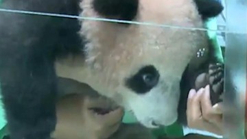 Bayi Panda Pertama Indonesia Lahir di Taman Safari Cisarua